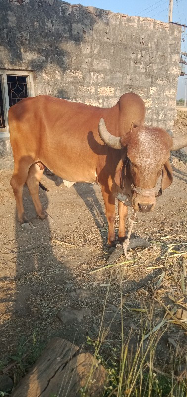 ગાય વેસવાની છે