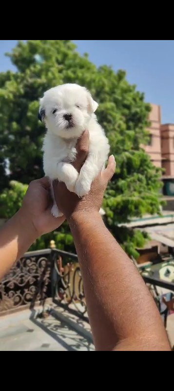 White sitzu pup...