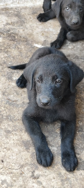 Labrador puppie...