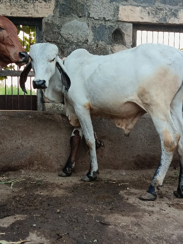 ખુડ વેશવાનો છે