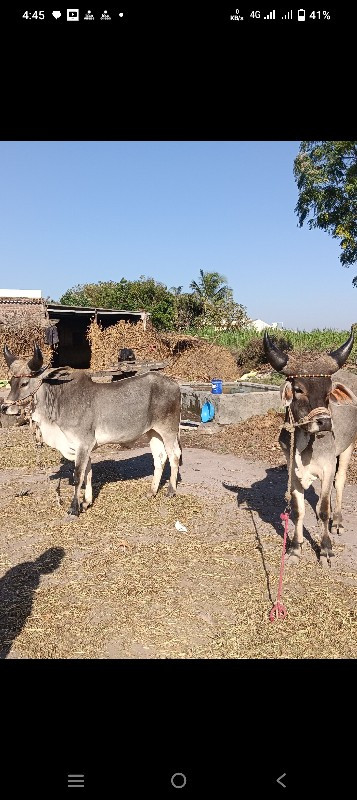 ધોધલા‌ વેચવાનાછ...