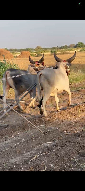 ગોઢલા