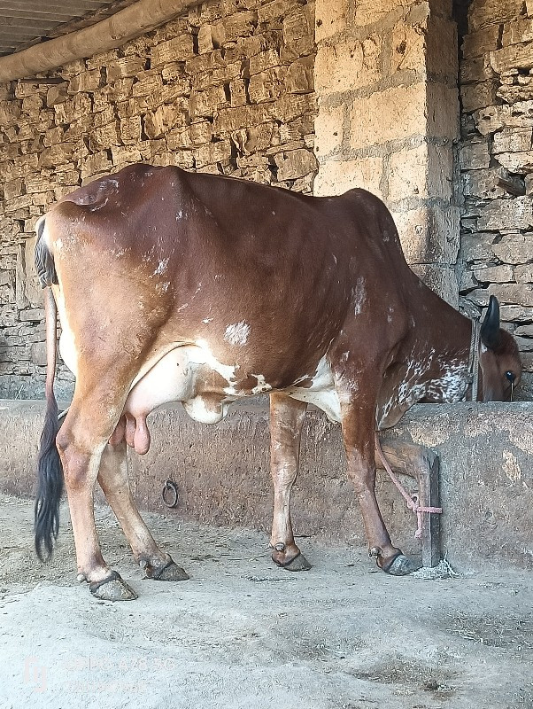 ગાય વેચવાની છે