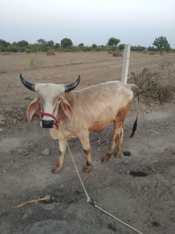 ગોધલા વેચવાના છ...