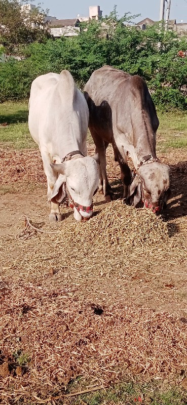 દેવીપુજક લે વેચ