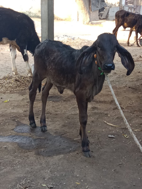 કાળી કપીલા વાછડ...