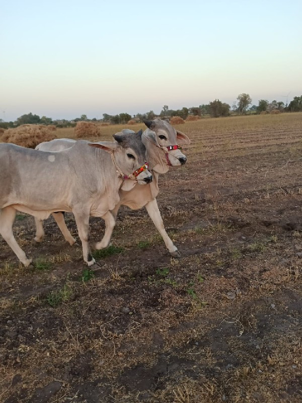 ઘોધલા વેચવા ના...