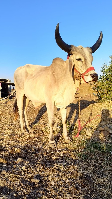 ગોદલા vechavana...