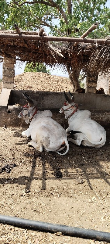 બળદ વેચવાના છે