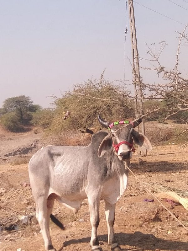 વેચવાના છે સાવ...