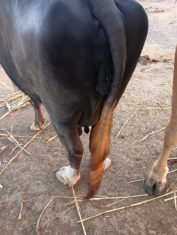 ભેંસ