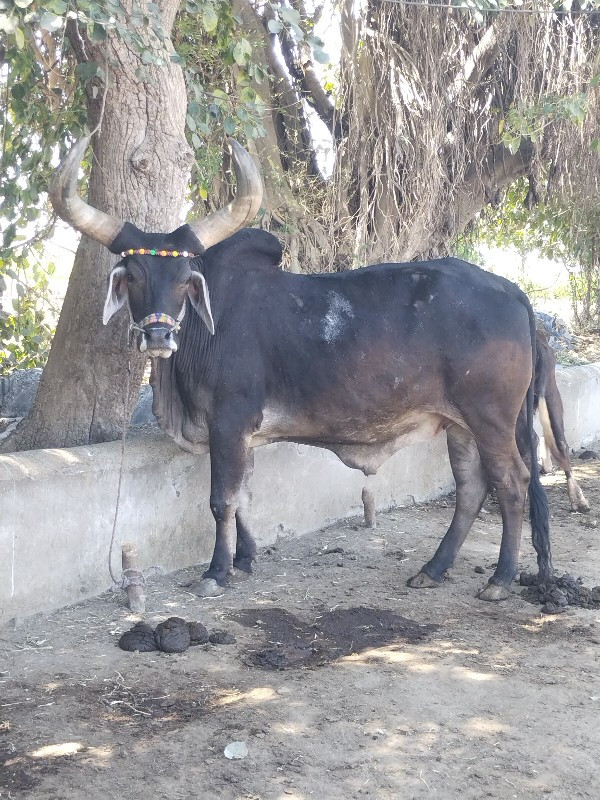 ગોઢલો વેચવાનો છ...