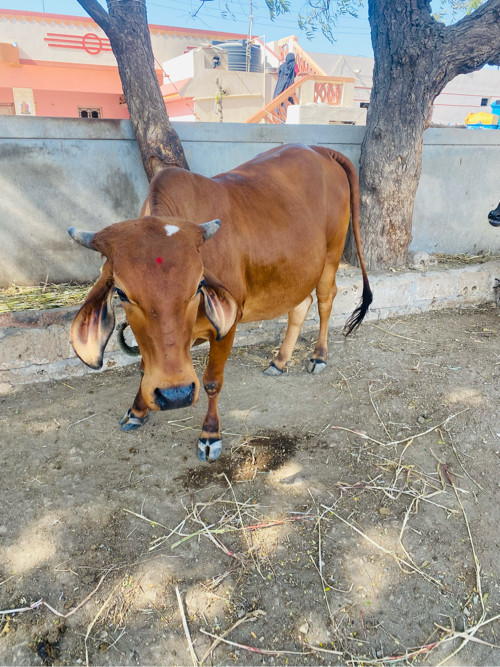 ગાય વેચવાની સે