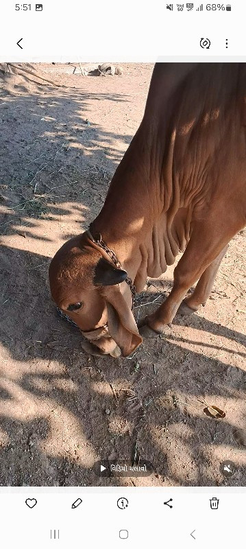 ગીર વાસડી સારી...