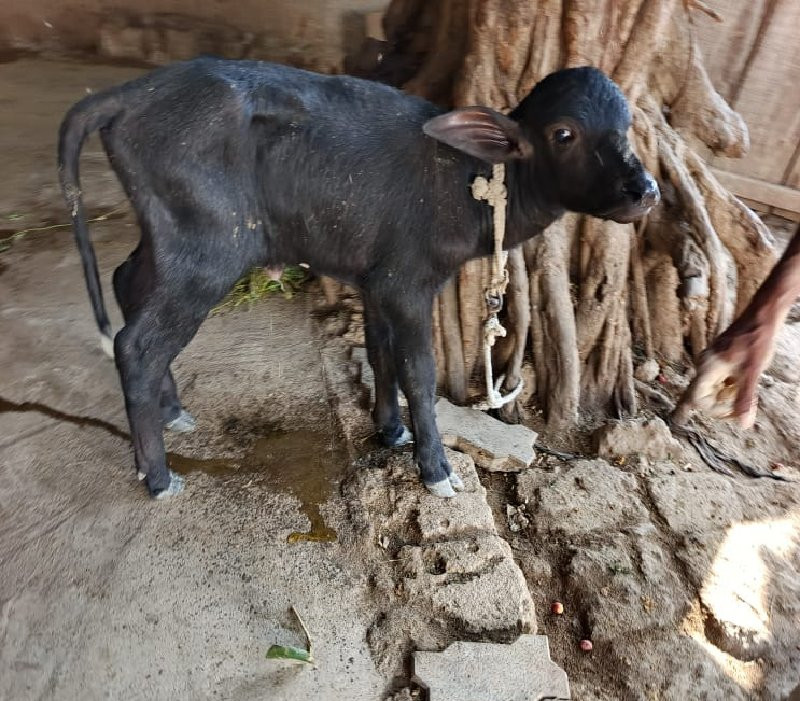 ભૅચ વૅચવાની છૅ.