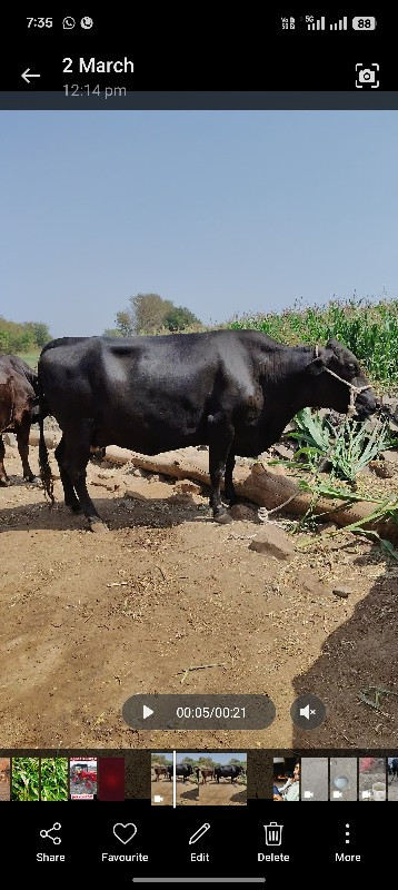 ગાય આપવાની છે