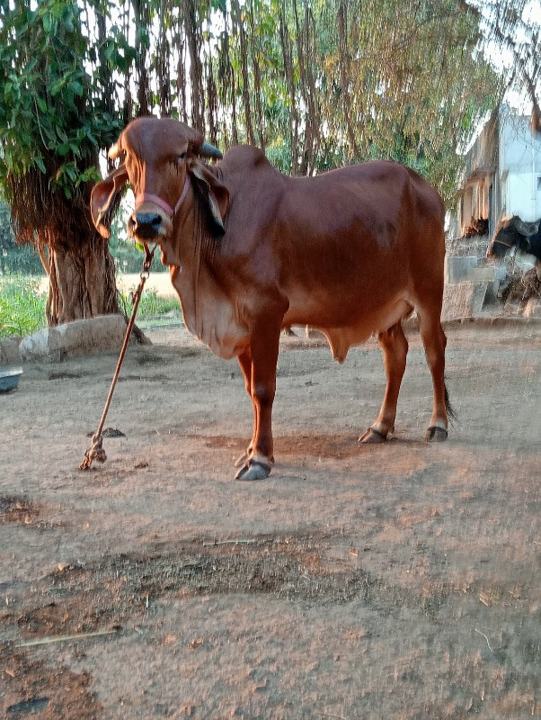 કાના સીદા ભેટાર...