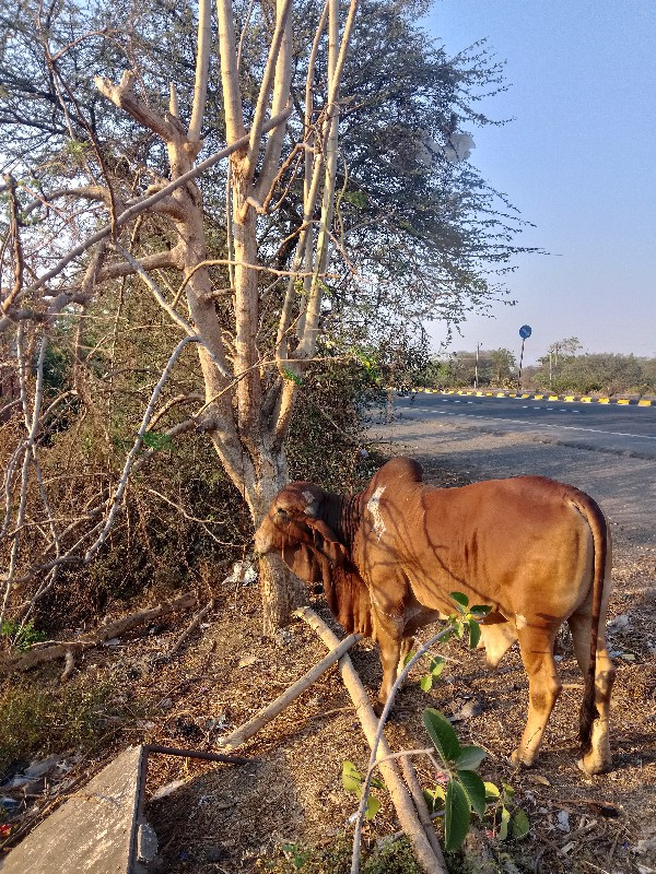 ખુટીયો વેચવાનો...