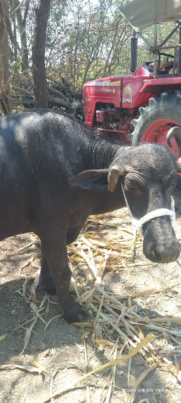 4 વેતર વ્યાસે