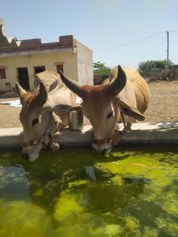 આ ગોધલાનું સાટુ...