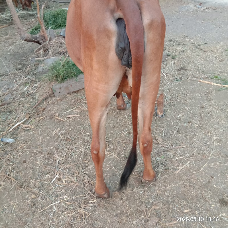 ગાય વેચવાની છે.