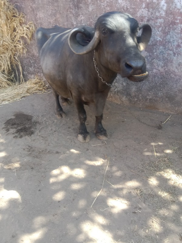 ગરમી બતાડે છે સ...