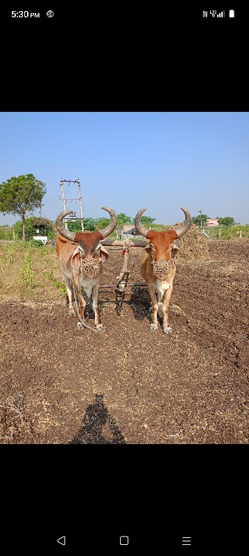 સાટું કરવા નું...