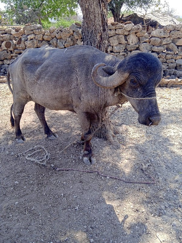 પાડો વેસવાનોછે