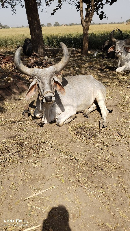 બળદ વેચવા ના છે