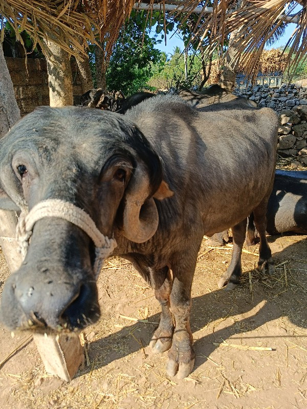 પાડો વેચવાનો છે...