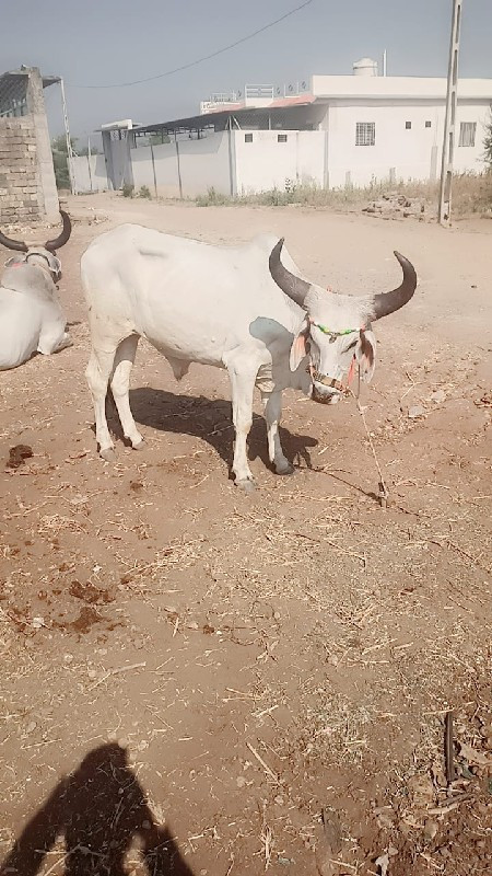 Vadhiyara