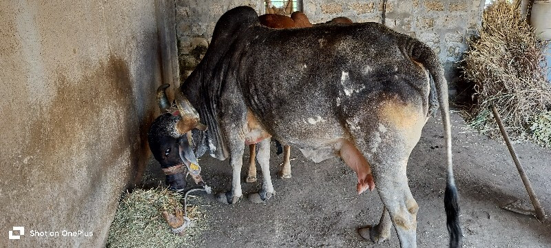 દેશી ગાય વેચવાન...