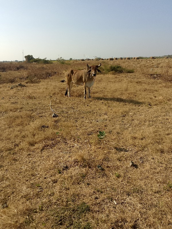 વાવણી કલર