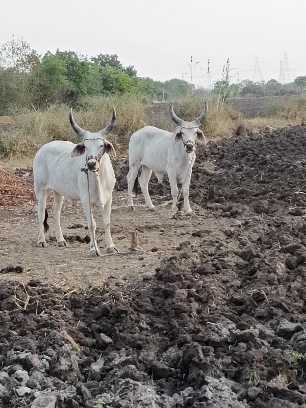 ગોધલા