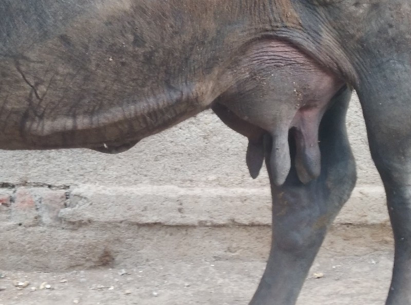 ભેસ