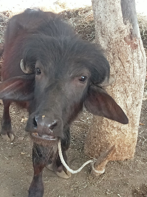 આ પાડો વેસવાનો...