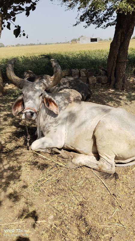 બળદ વેચવા ના છે