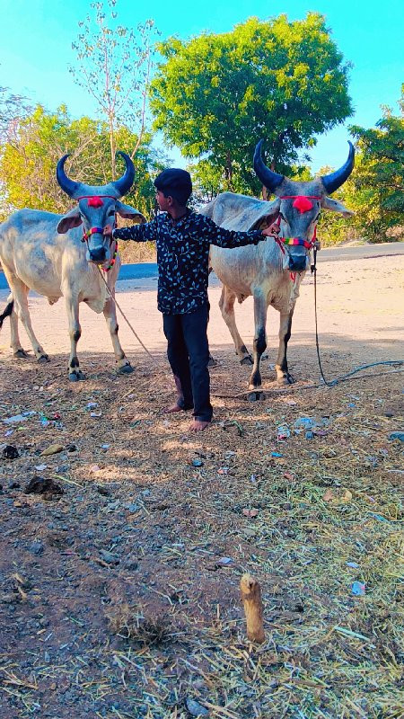 એકધાર આ લીલા છે