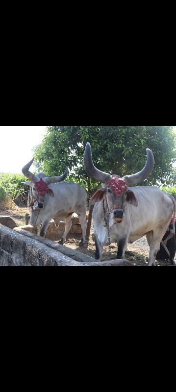 બળદ વેચવાના છે...