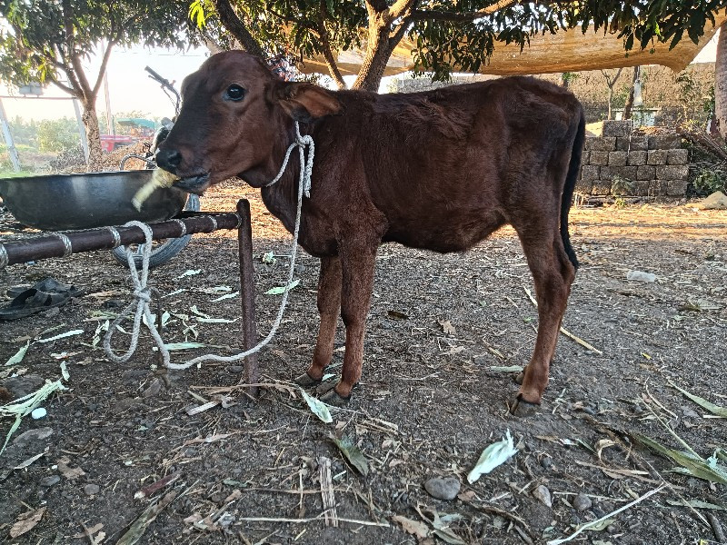 વાસડી દેવાનીસે