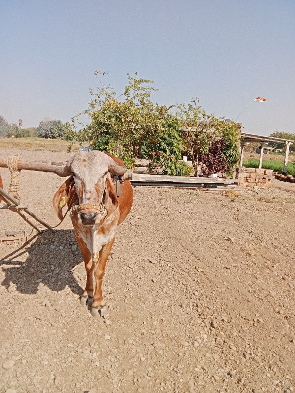 બડદ વેચવાનો છે...