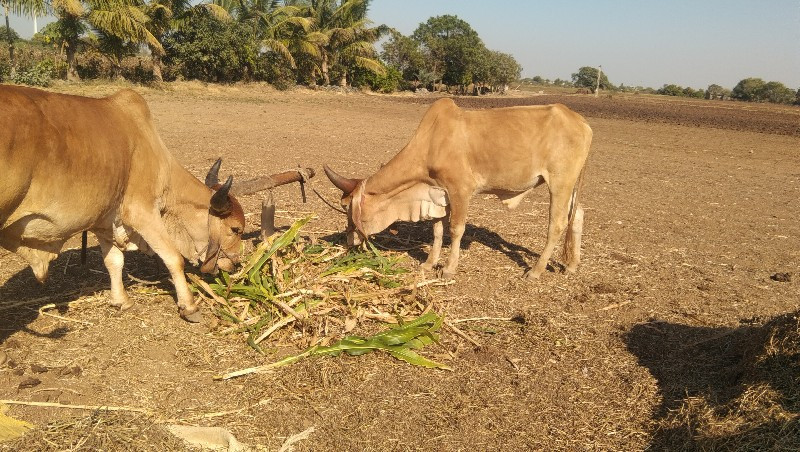 જીવનને