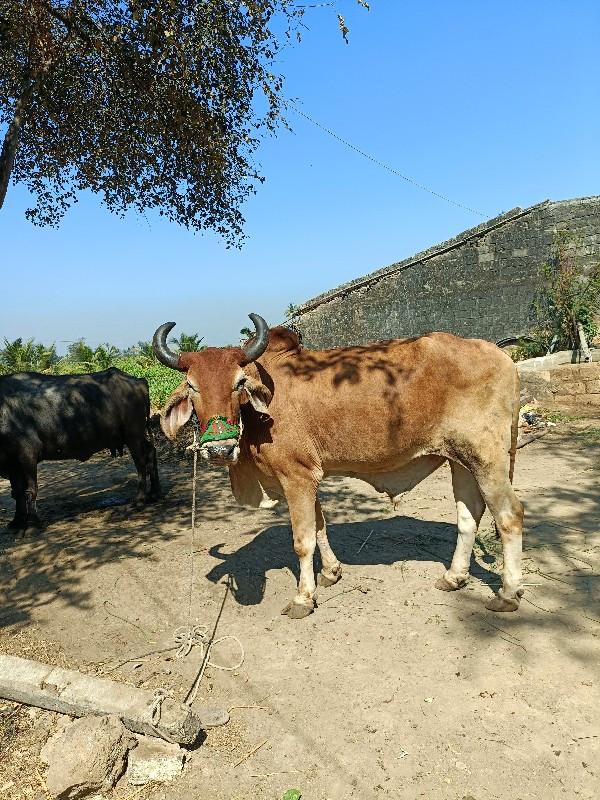 બળદ ની જોડી