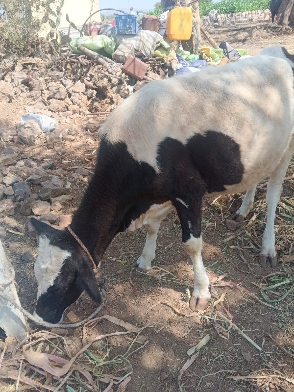 ઐશેફ