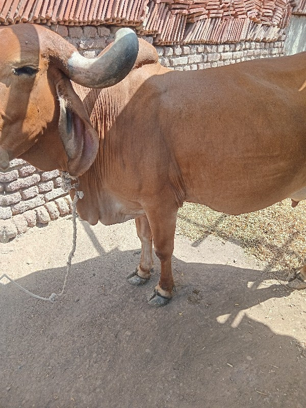 ગાય વેચવાની છે.