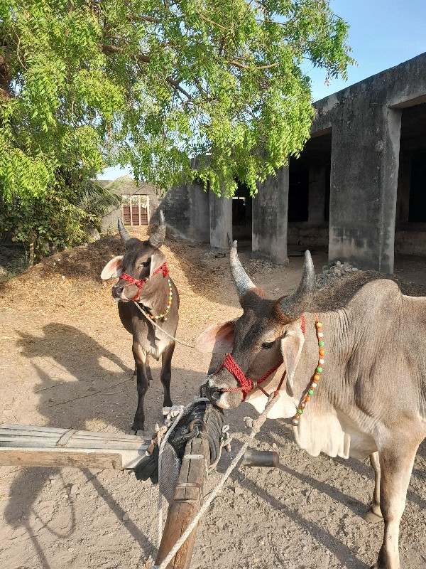 આ બળદ વેચવા ના...