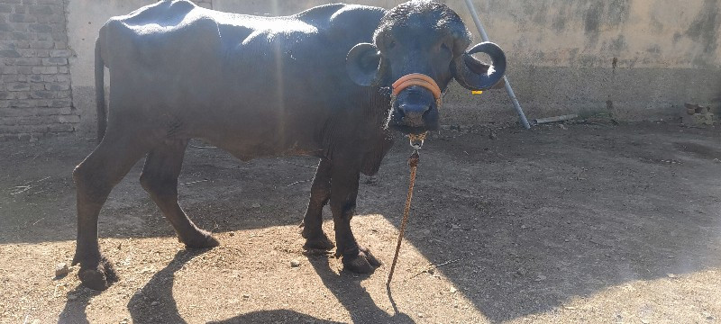 ટોપલી