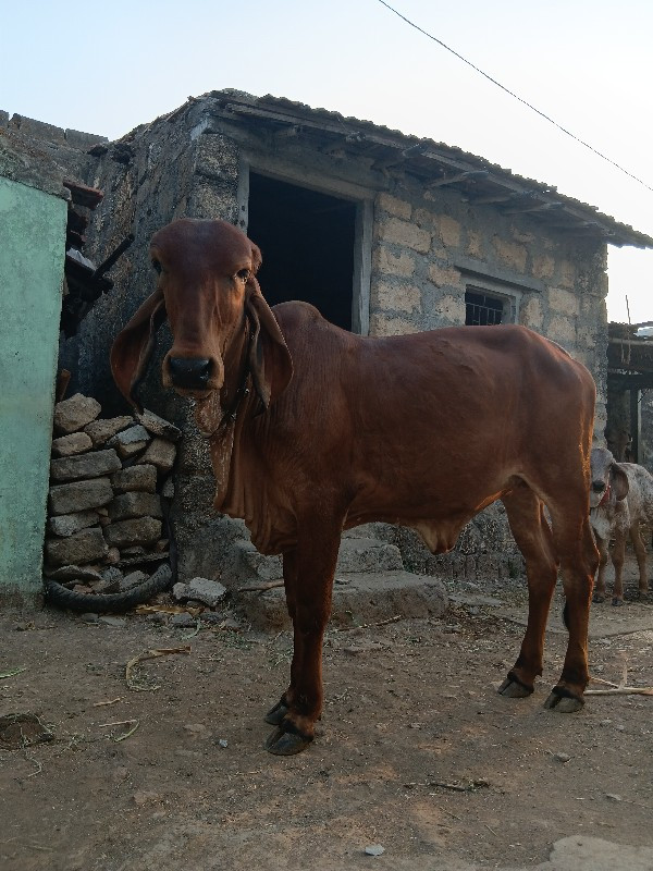 વાછડી