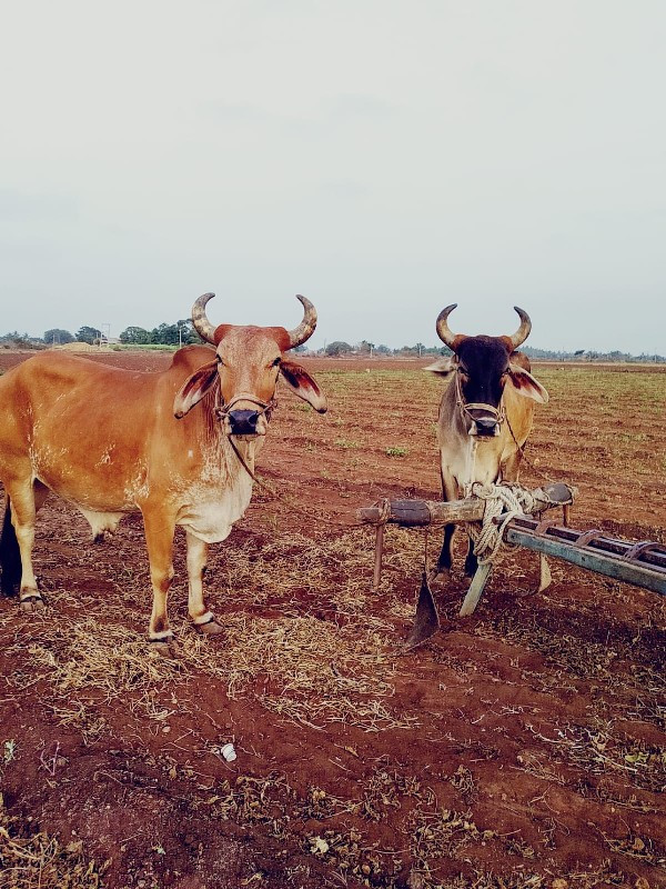 સંપક કરો  ગોઢલા...