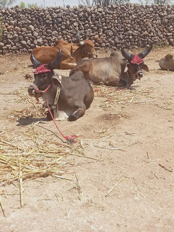 ગોઢલા વેચવા ના...